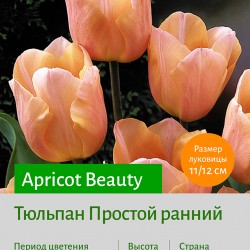 Тюльпан Простой ранний (single early) Apricot Beauty